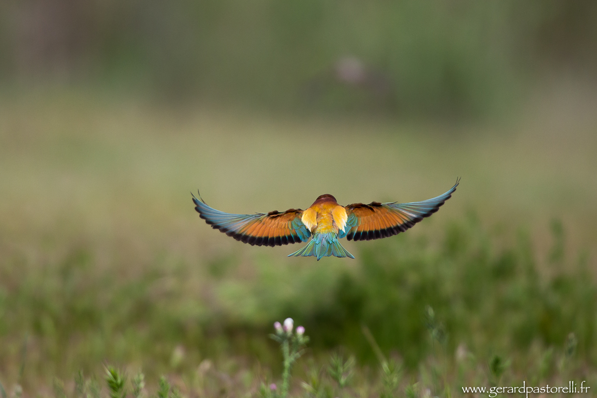 Bee eater 71